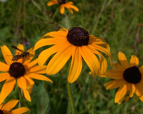 Black-eyed susan